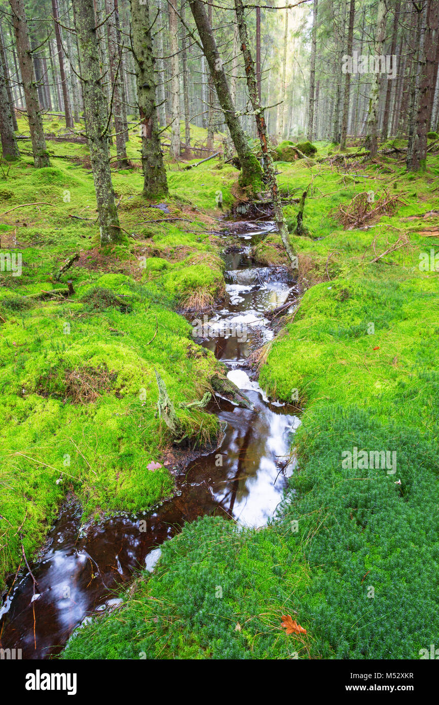 Small stream flowing through moss in the forest Stock Photo Alamy