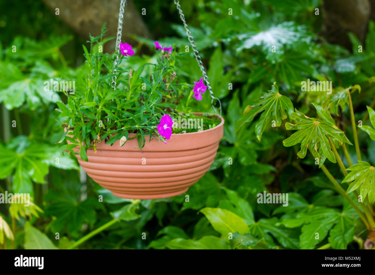 Hanging flower basket Stock Photo