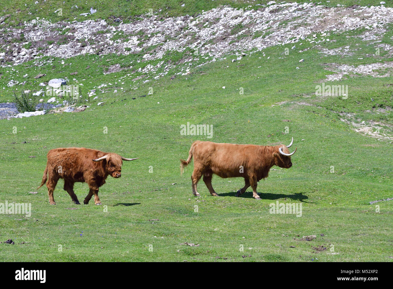 Highland cattle on meadow hairy hi-res stock photography and images - Alamy