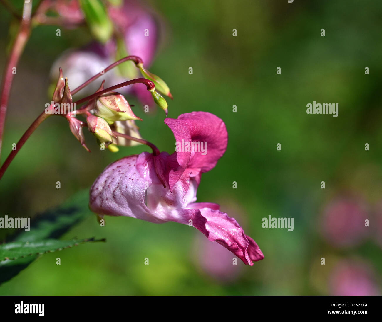 bee-bums; bobby tops; copper tops; Stock Photo