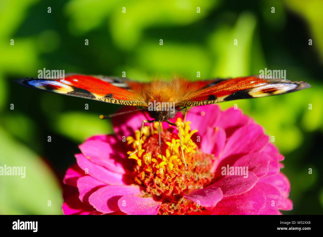 butterfly of peacock eye sitting on the flower of zinnia Stock Photo
