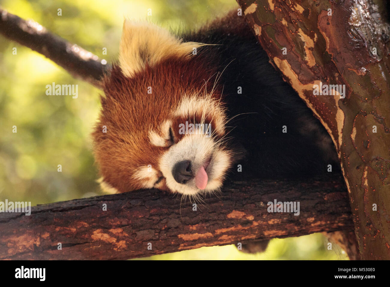 Red panda Ailurus fulgens forages Stock Photo