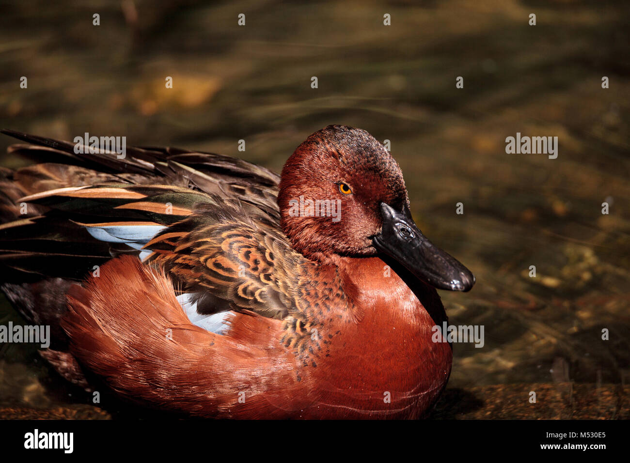 Redhead duck called Aythya Americana Stock Photo