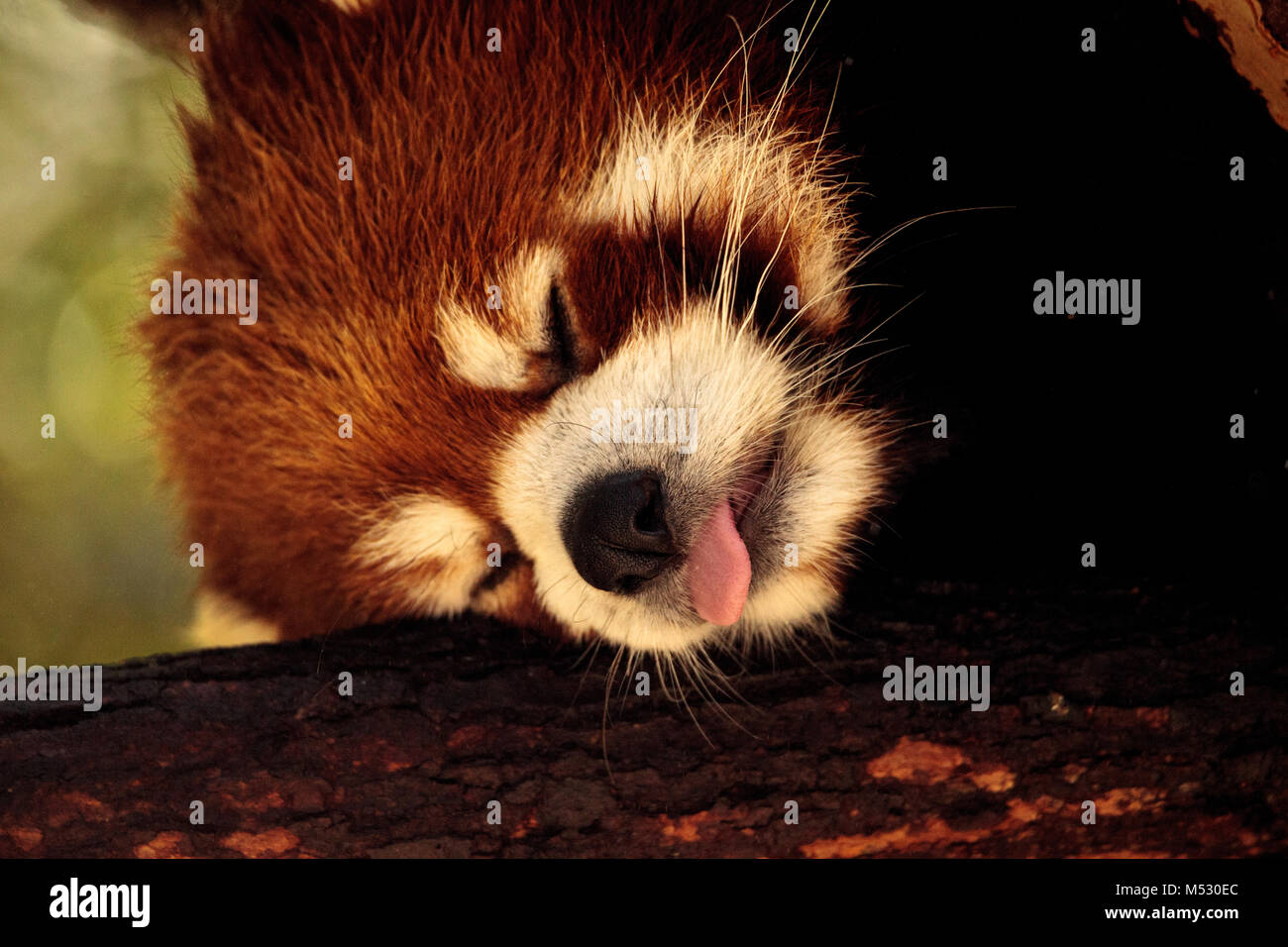 Red panda Ailurus fulgens forages Stock Photo