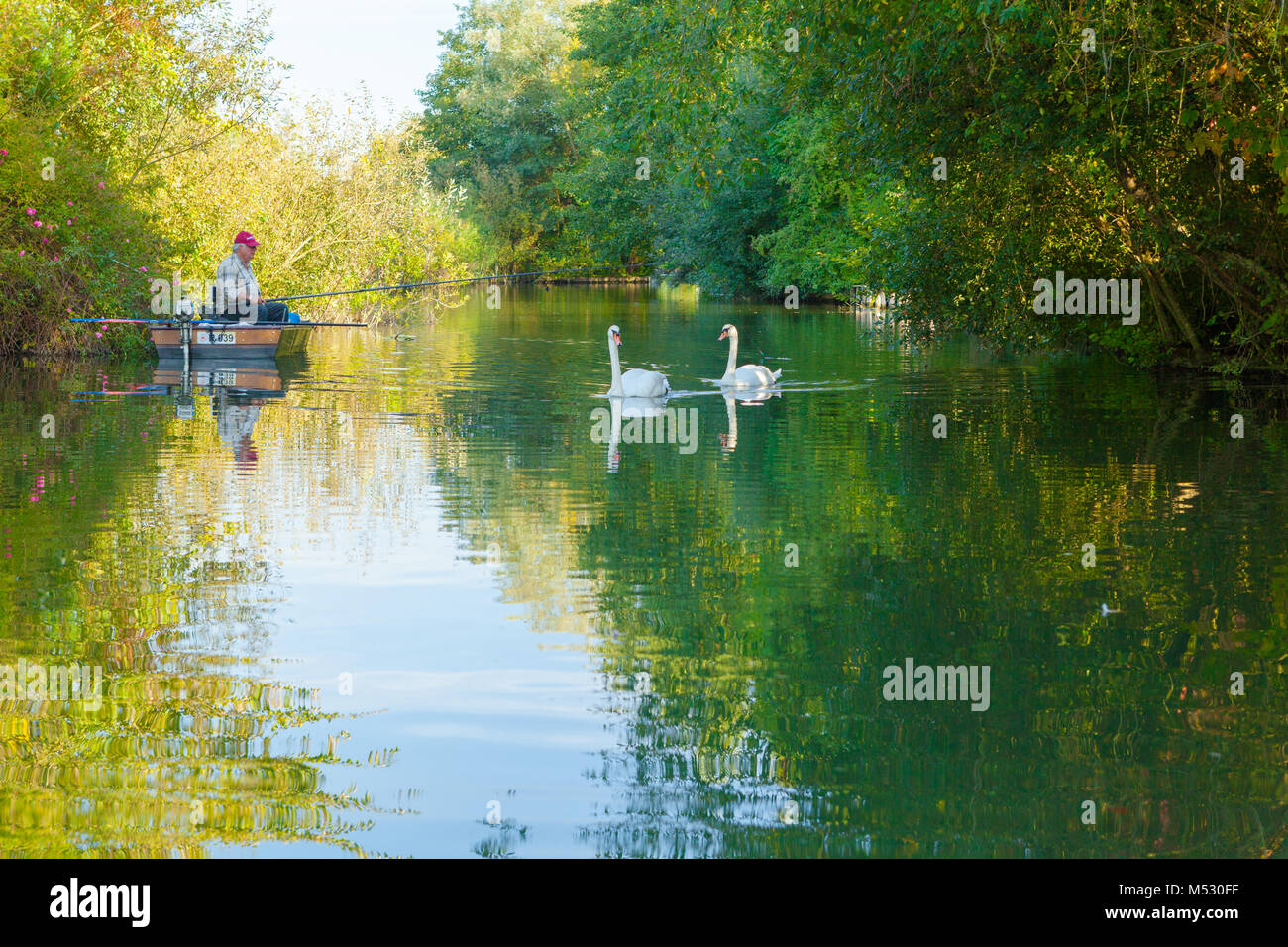 Amiens France fisherman and swans in a canal Stock Photo