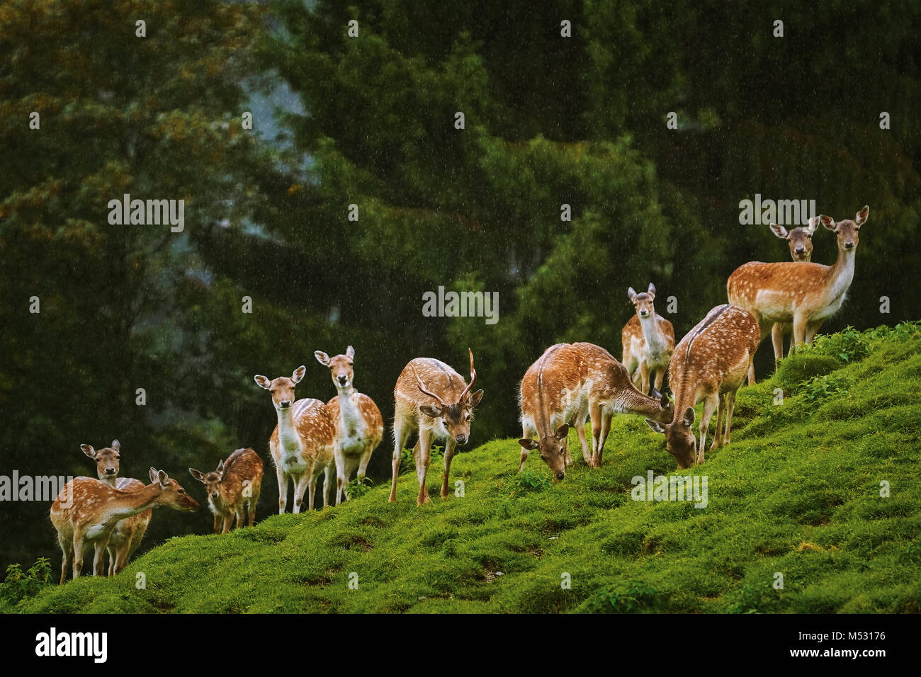 Deers near the Forest Stock Photo Alamy