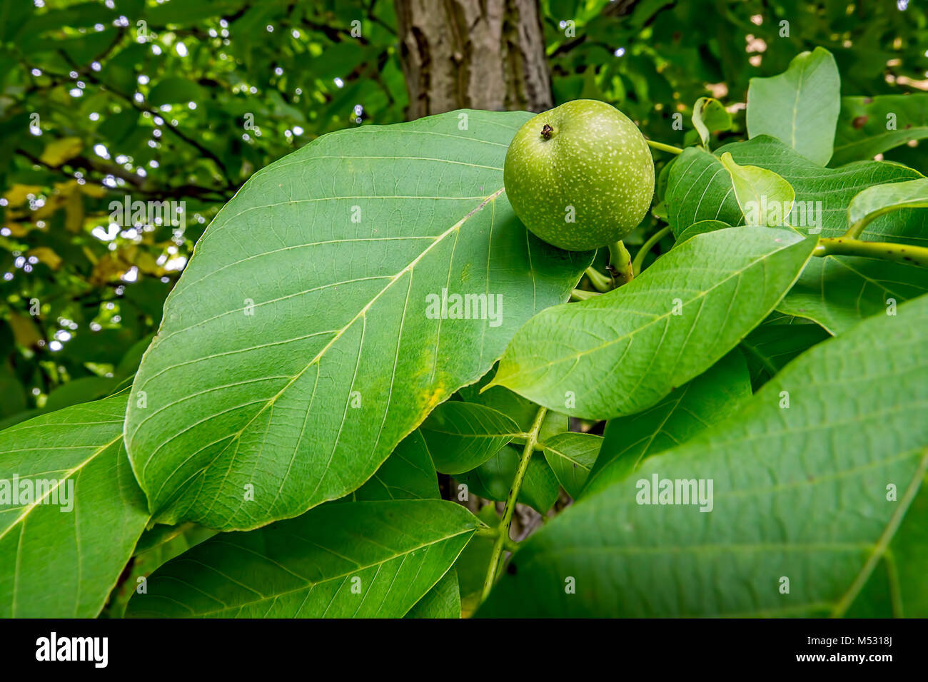 Walnut fruit in botany hi-res stock photography and images - Alamy