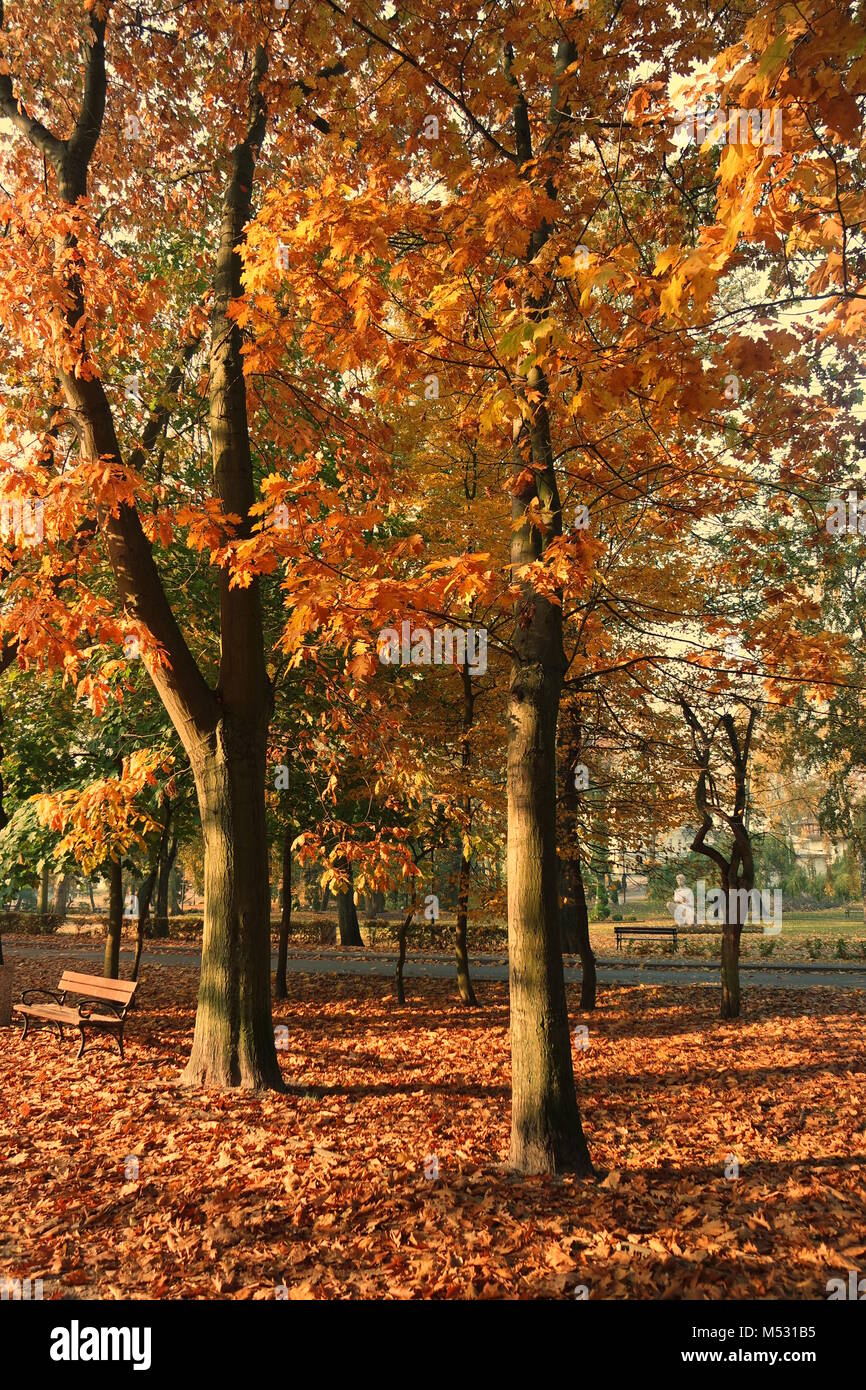 Park alley in autumn Stock Photo - Alamy
