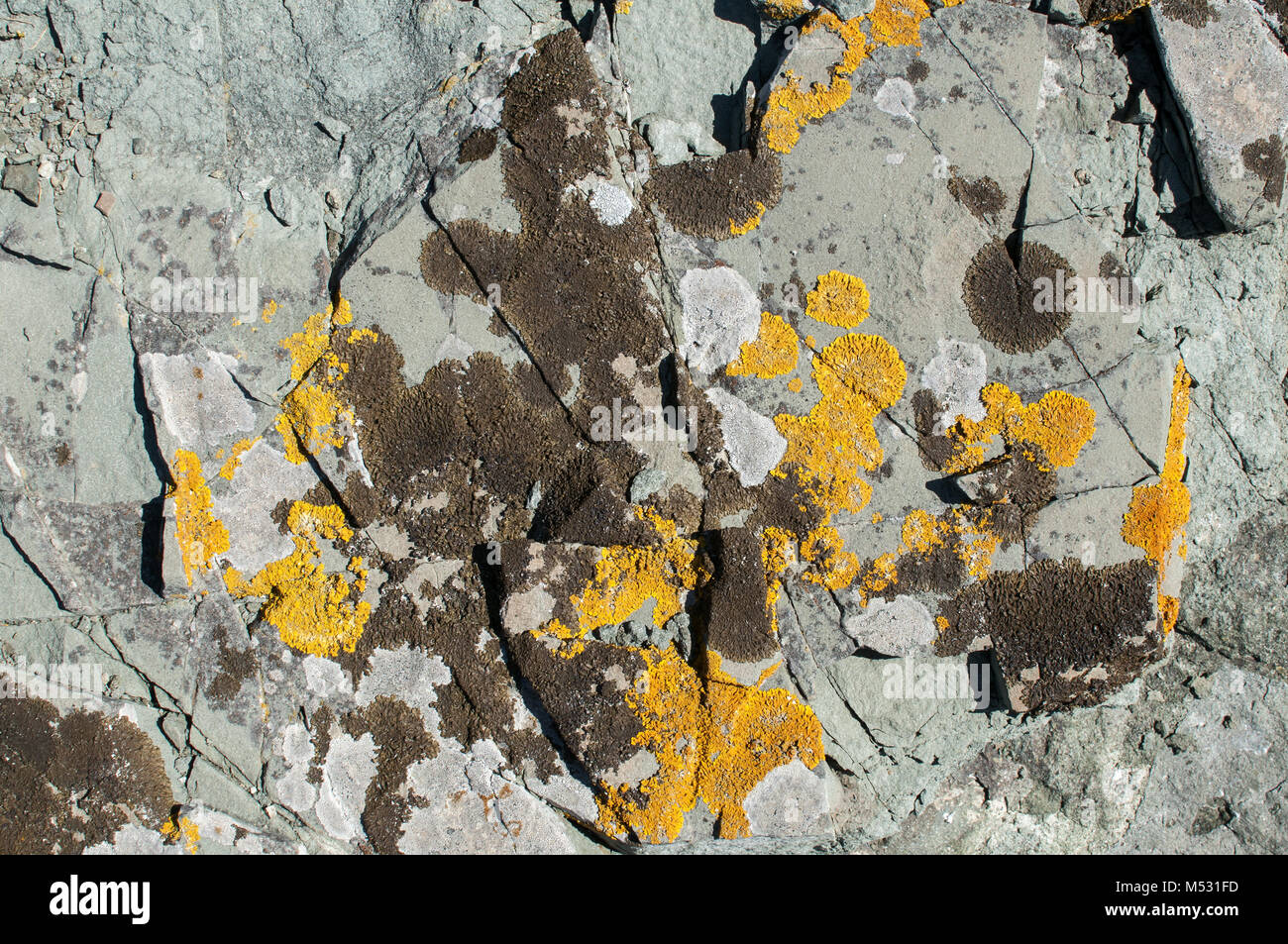 Sea rock surface with lichens closeup Stock Photo - Alamy