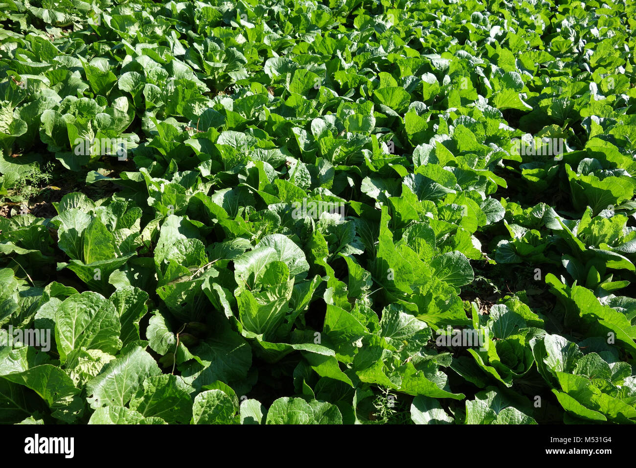 Brassica pekinensis, nappa cabbage Stock Photo