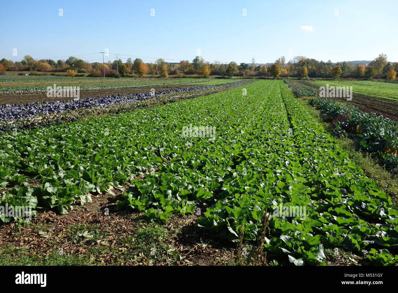 Brassica pekinensis, nappa cabbage Stock Photo