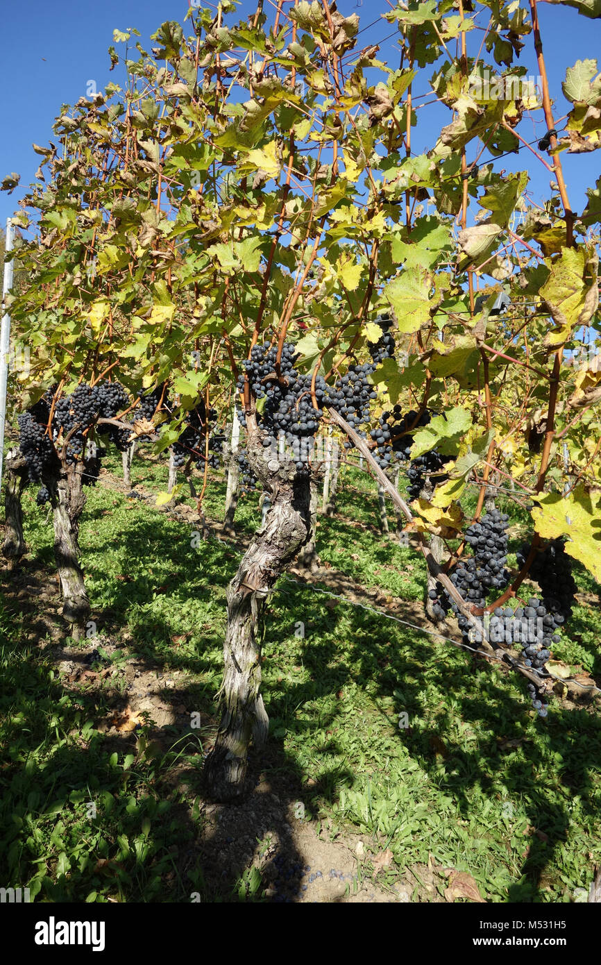 Vitis vinifera Cabernet Sauvignon, vineyard Stock Photo