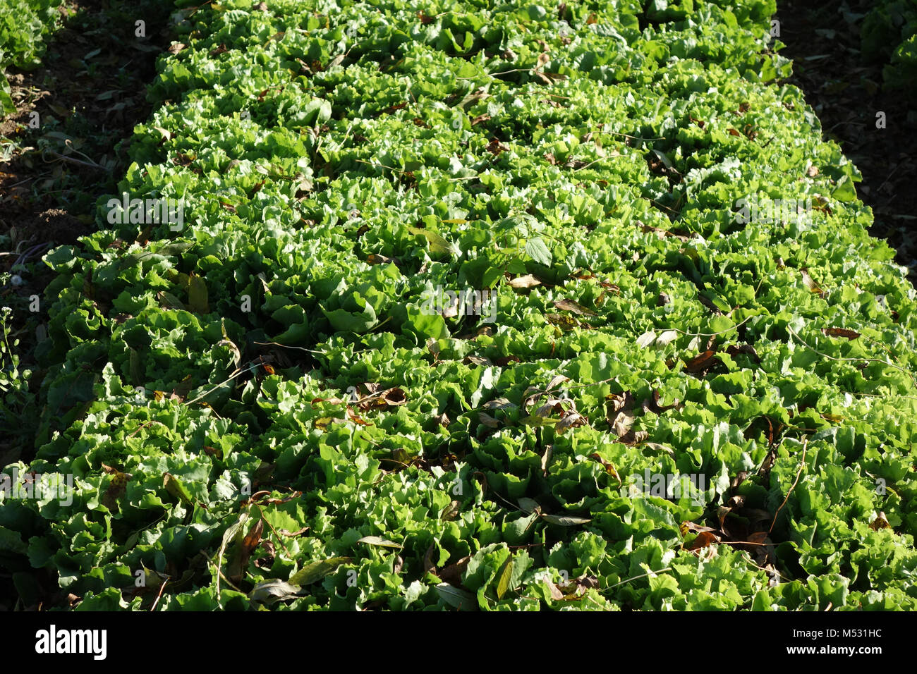 Cichorium endivia, endive Stock Photo