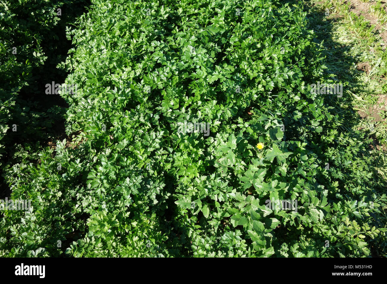 Petroselinum sativum, parsley Stock Photo