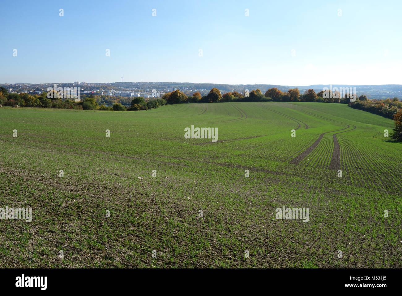 Triticum aestivum, winter wheat, in autumn Stock Photo