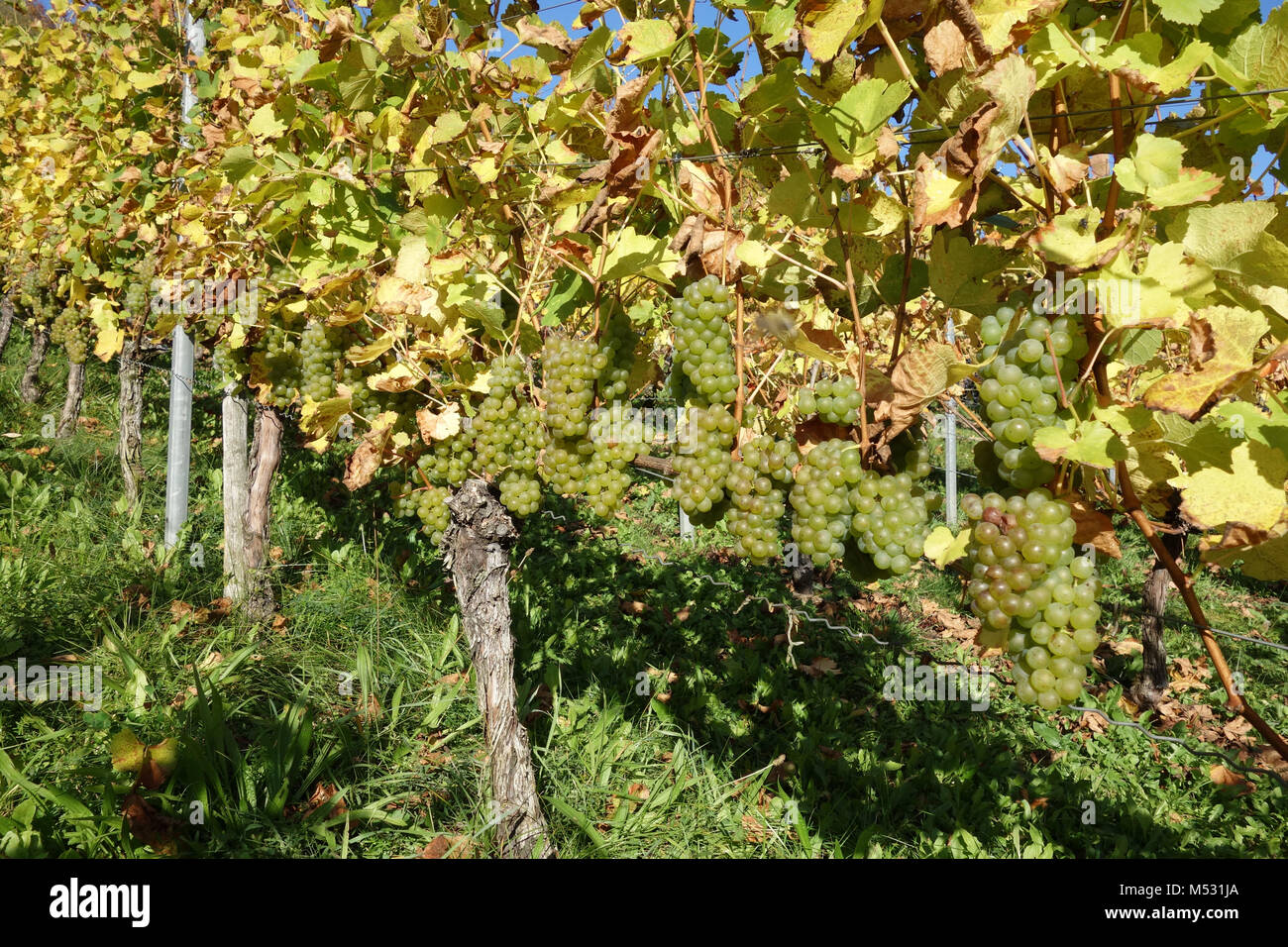Vitis vinifera Silvaner, vineyard Stock Photo