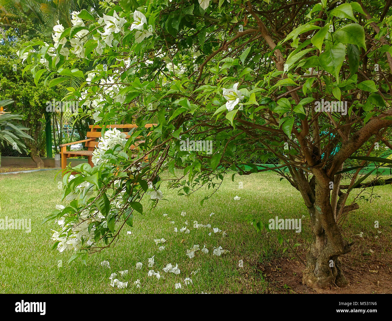 Flowery bush with wooden bench in the background Stock Photo