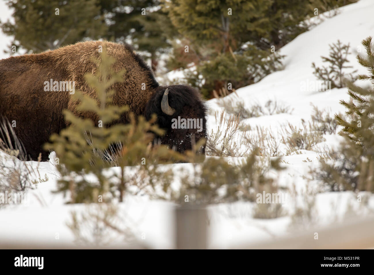 Bison with snow covered face hi-res stock photography and images - Alamy