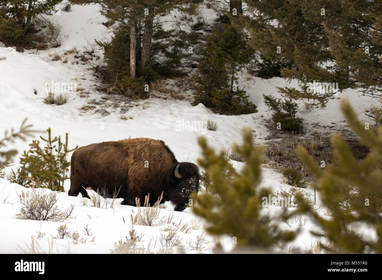 Adult bison standing in snow covered winter field feeding in Lamar ...