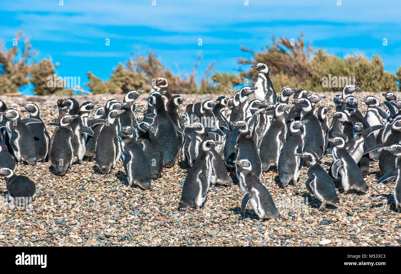 Magellanic penguins in Patagonia, Argentina Stock Photo
