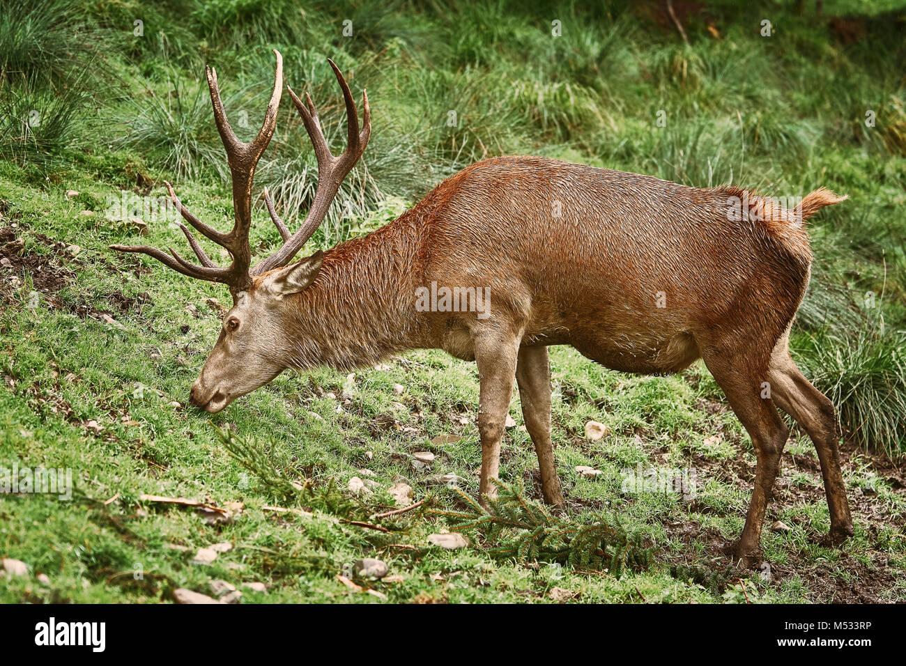 Grazing deer hires stock photography and images Alamy
