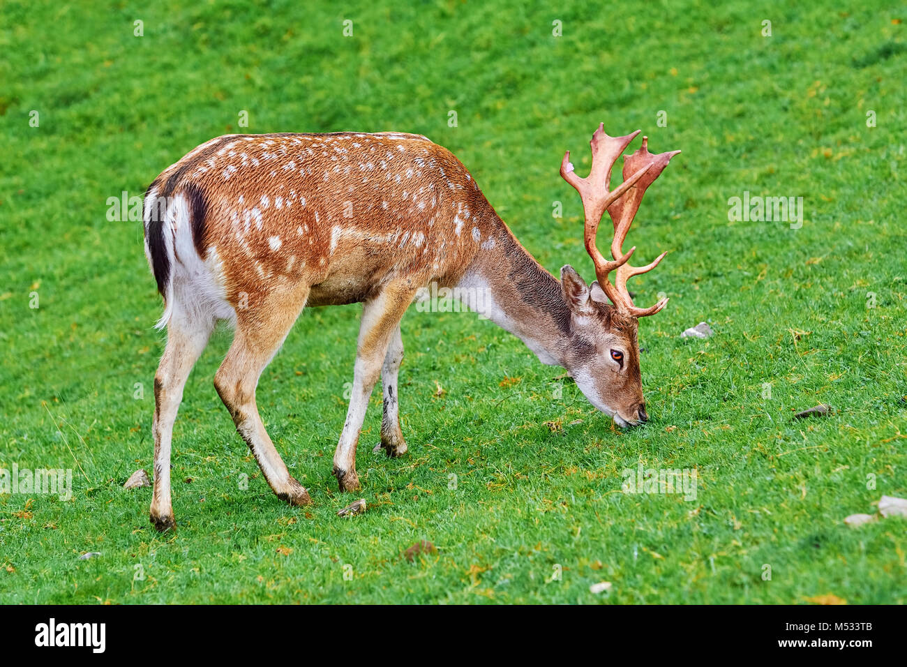 Deer Grazing on the Grass Stock Photo Alamy