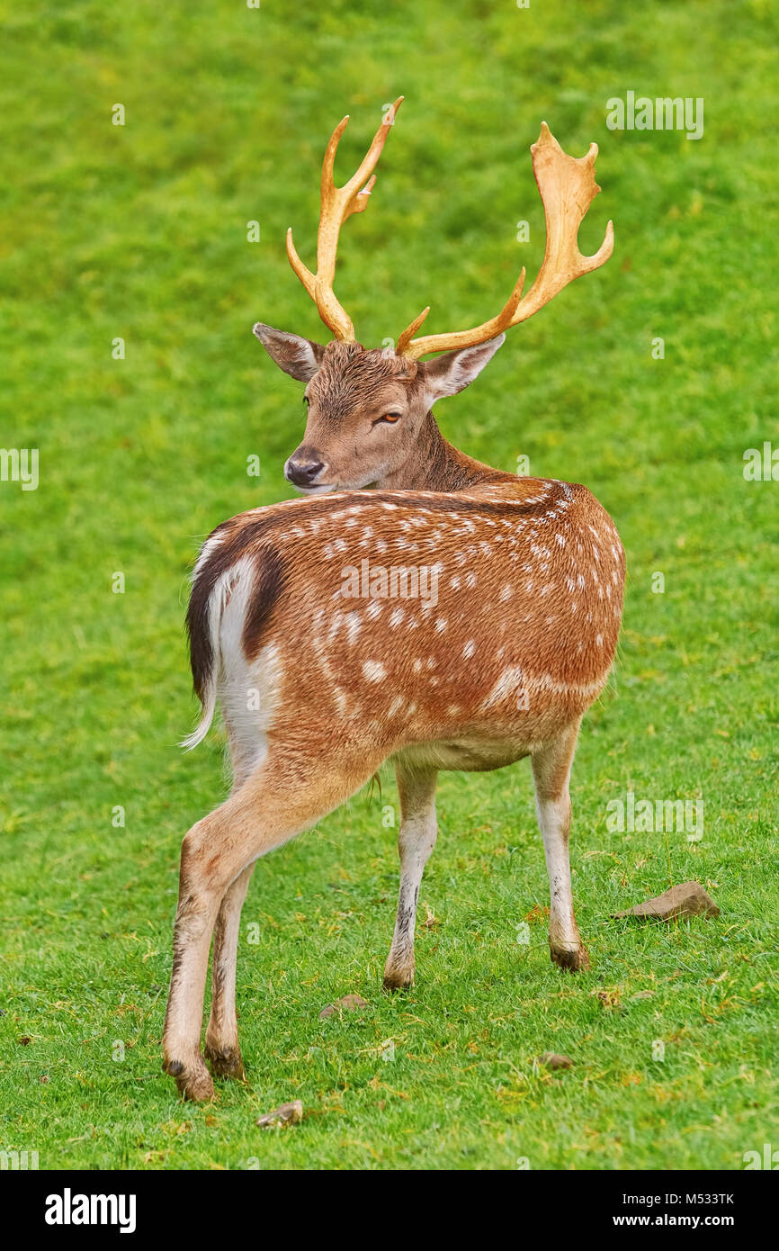 Deer Grazing on the Grass Stock Photo Alamy