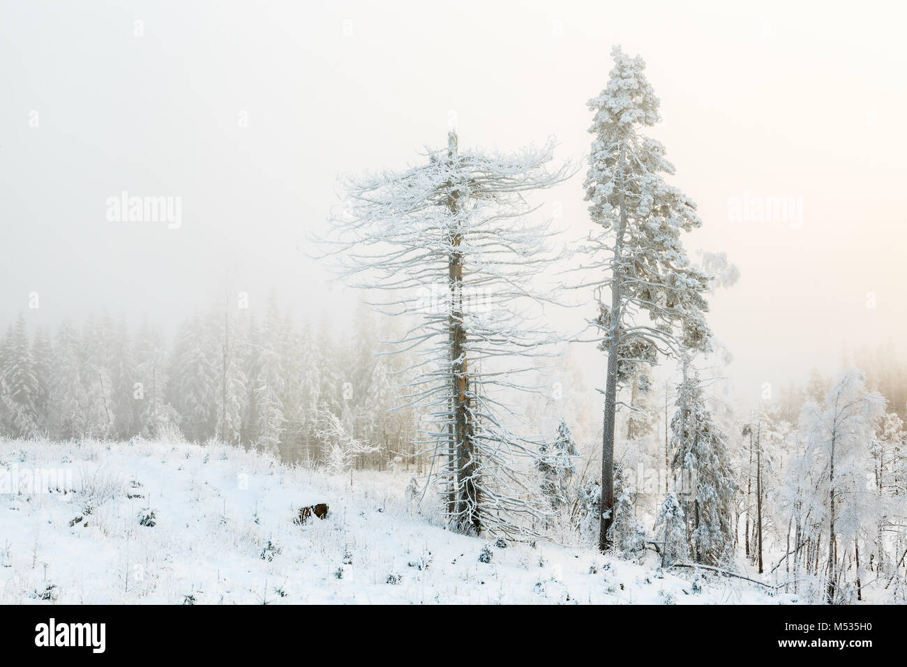 Snag tree i ett vinter landskap Stock Photo