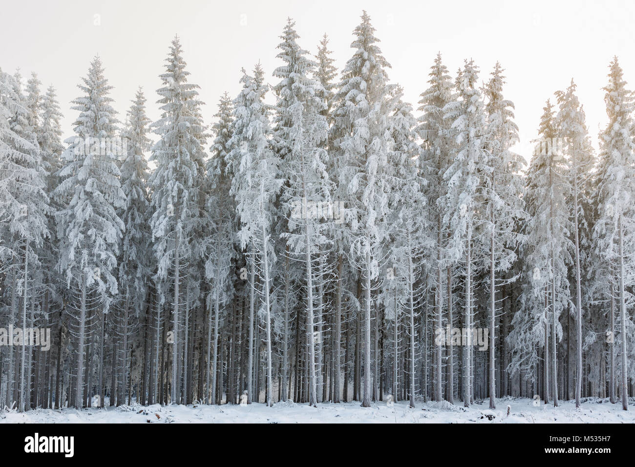 Winter forest with frost and cold weather Stock Photo