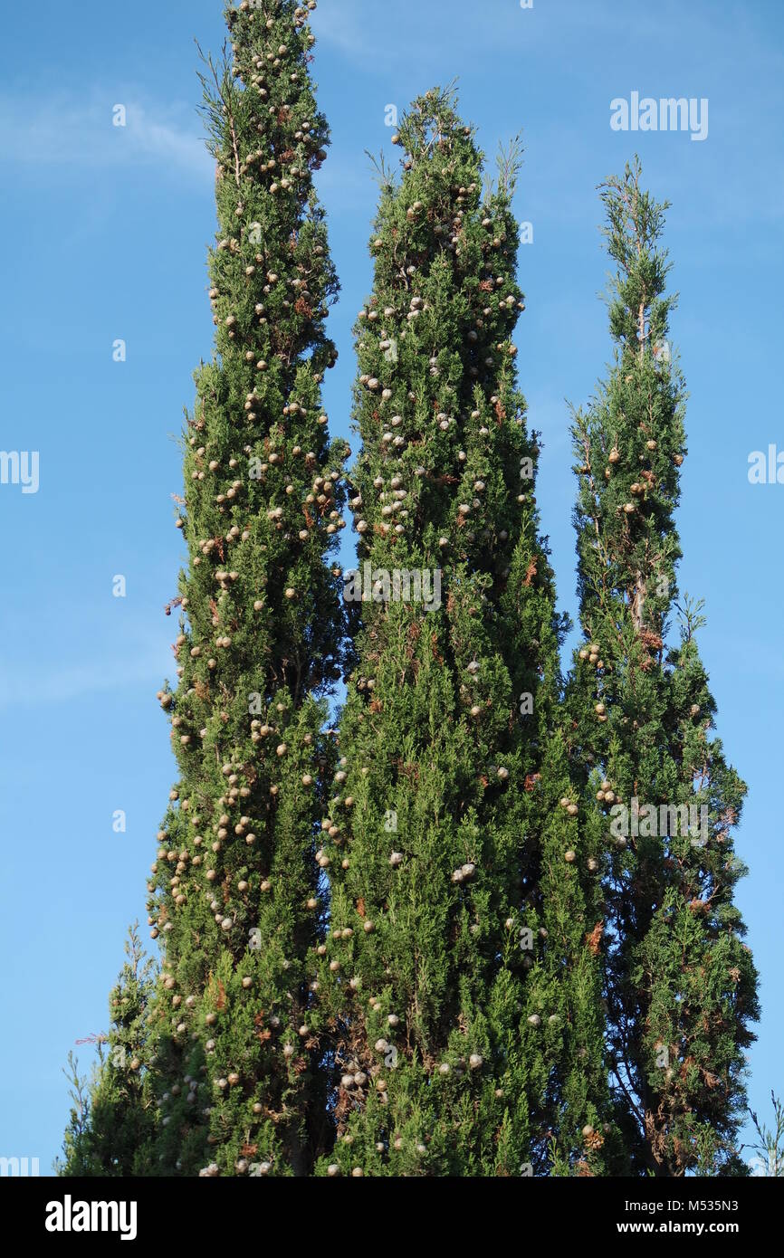 cypresses Stock Photo