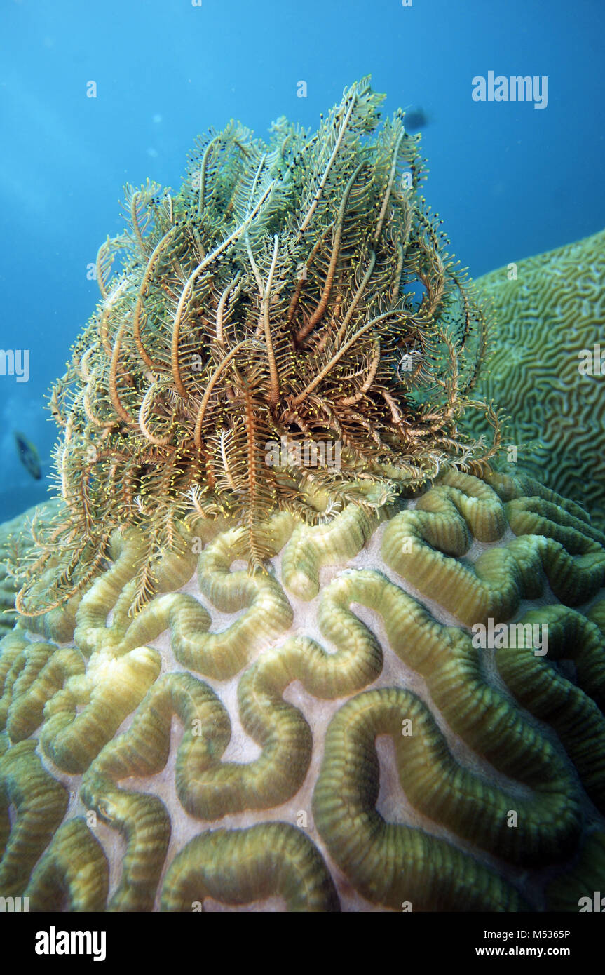 Feather star (Comanthus sp.) Stock Photo