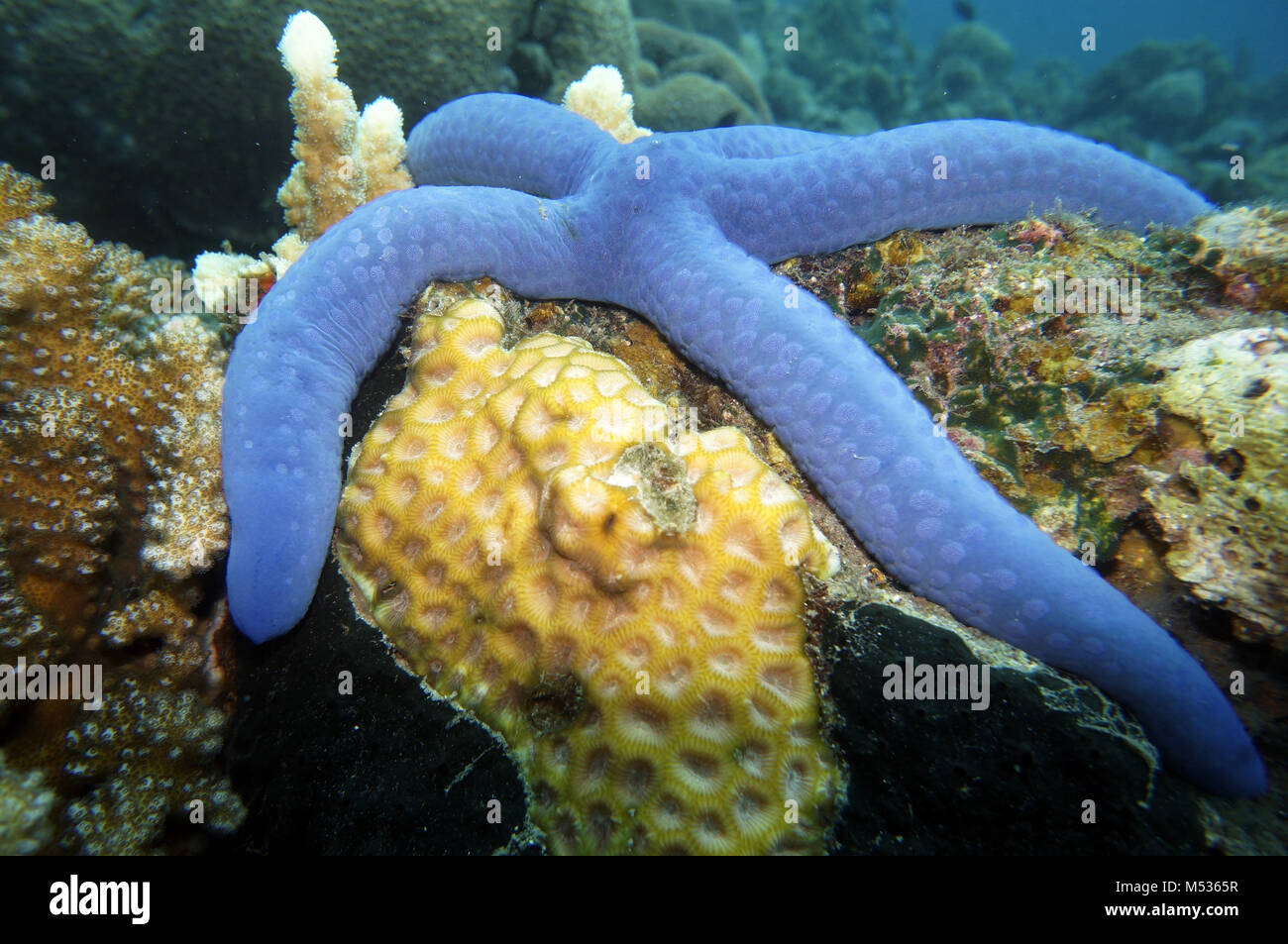 blue sea star Stock Photo Alamy