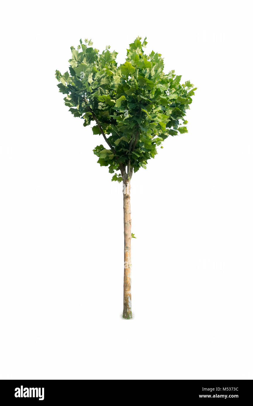 platanus tree isolated Stock Photo