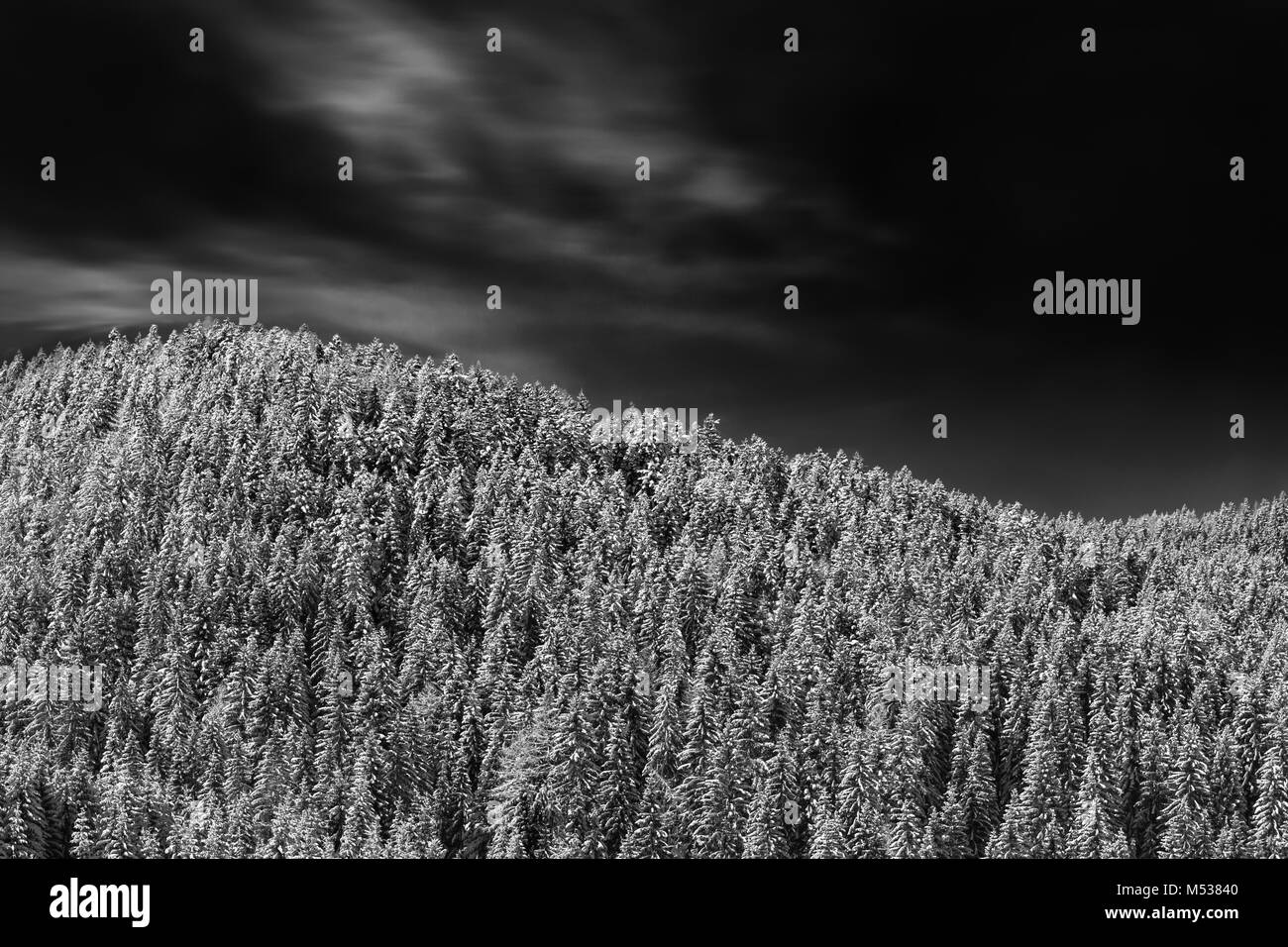 A slope with snow topped spruces looking like a wave Stock Photo