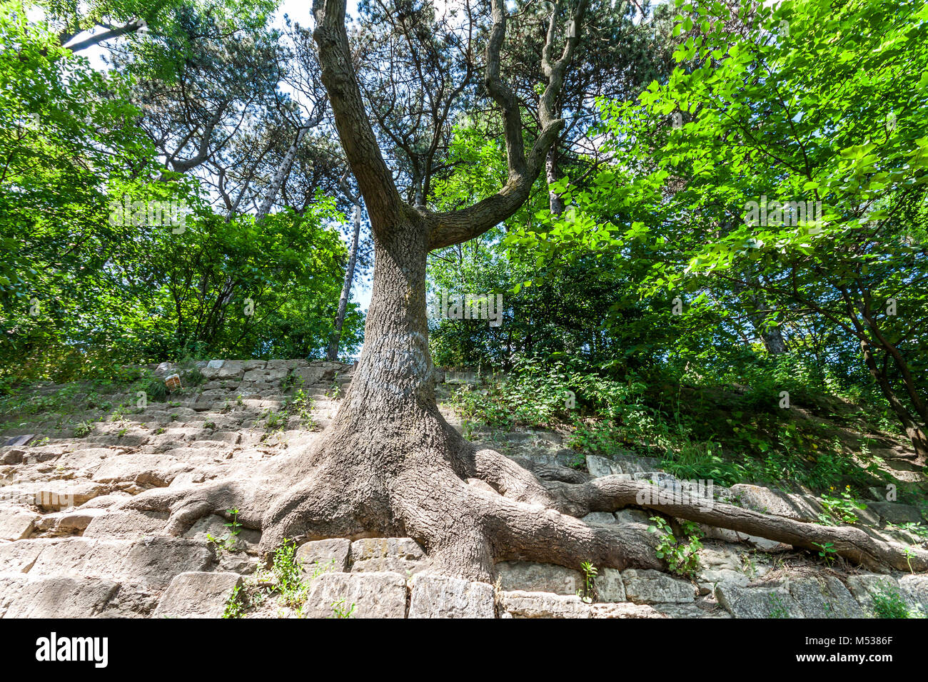 Big old trees beach hi-res stock photography and images - Alamy