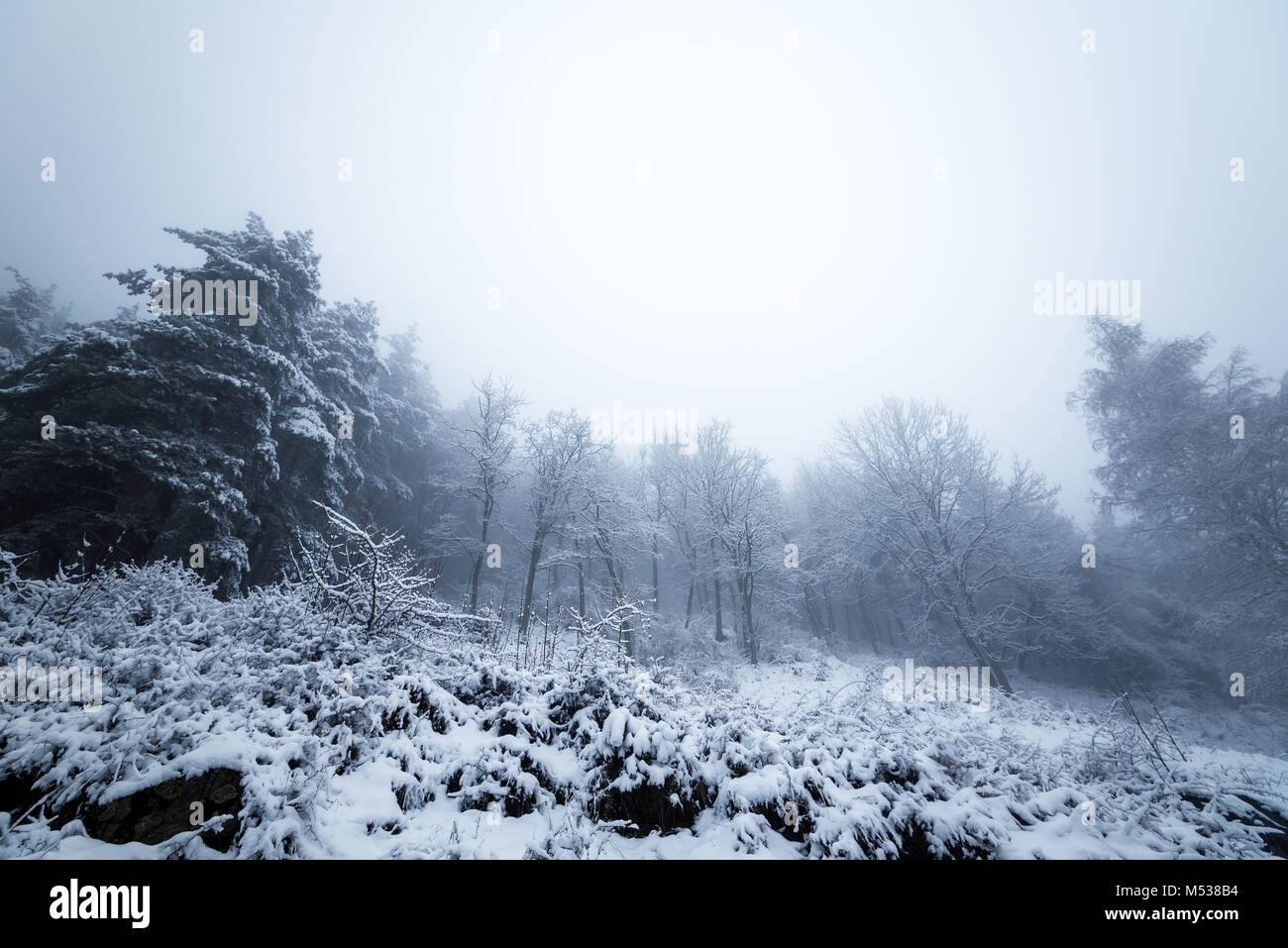 Scenic view of snow covered trees at forest Stock Photo - Alamy