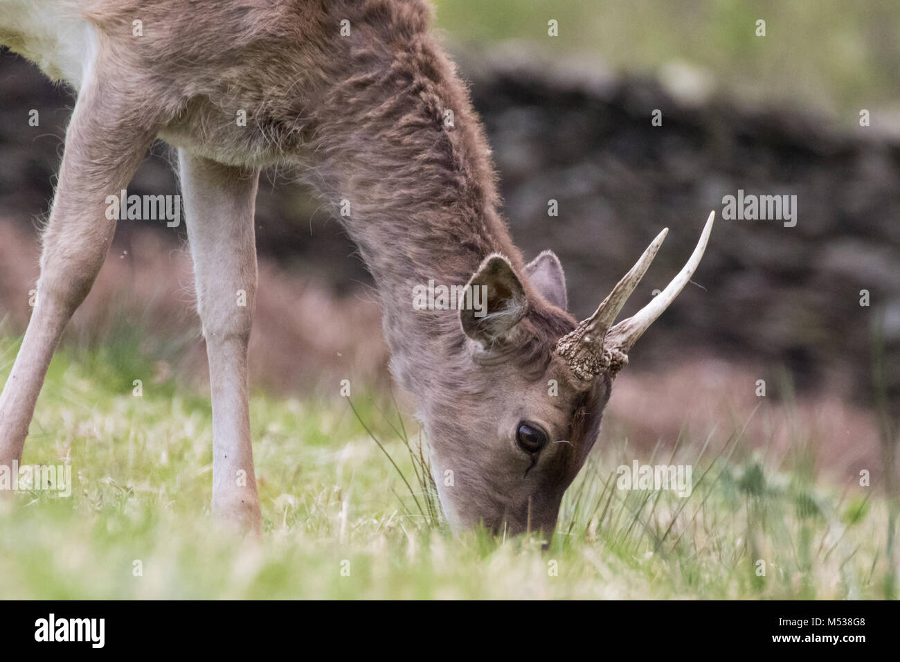 young fallow deer stag with small antlers Stock Photo