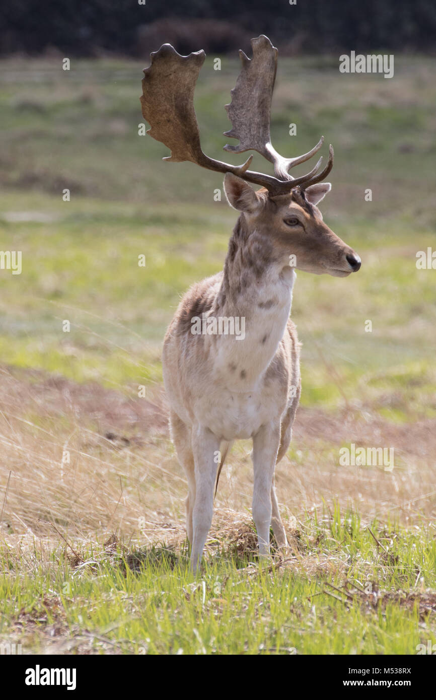 A Fallow deer stag portrait taken at bradgate park, UK Stock Photo