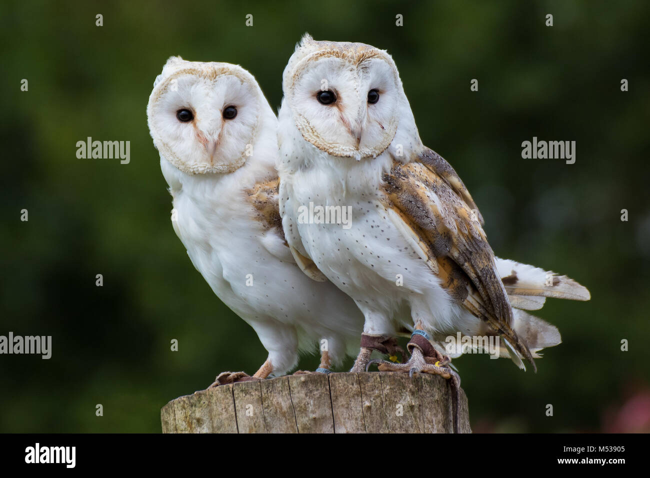 A pair of barn owls sat atop a perch (captive) Stock Photo