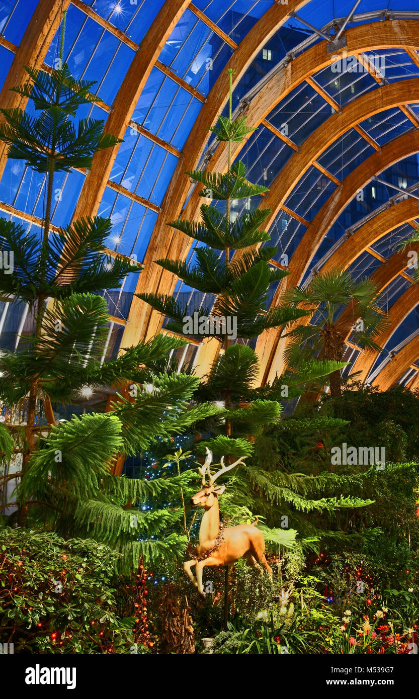 UK,South Yorkshire,Sheffield,Inside Winter Gardens at Christmas Stock Photo Alamy