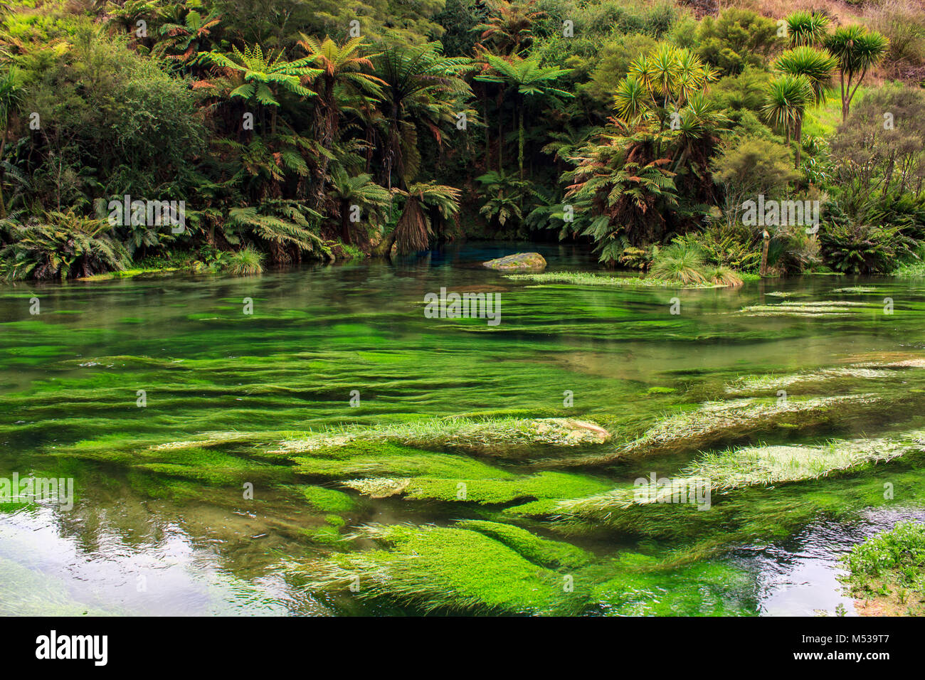 Crystal clear water in New Zealand's Blue Spring surrounded by bright green foliage Stock Photo