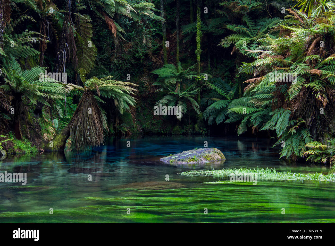 Stunning blue pool and crystalclear water in New Zealand's Blue Spring
