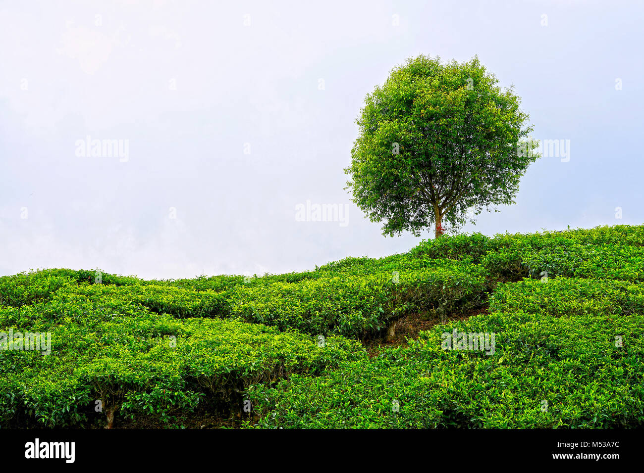 Rancabali Tea Plantation, Ciwidey, Bandung, West Java, Indonesia Stock