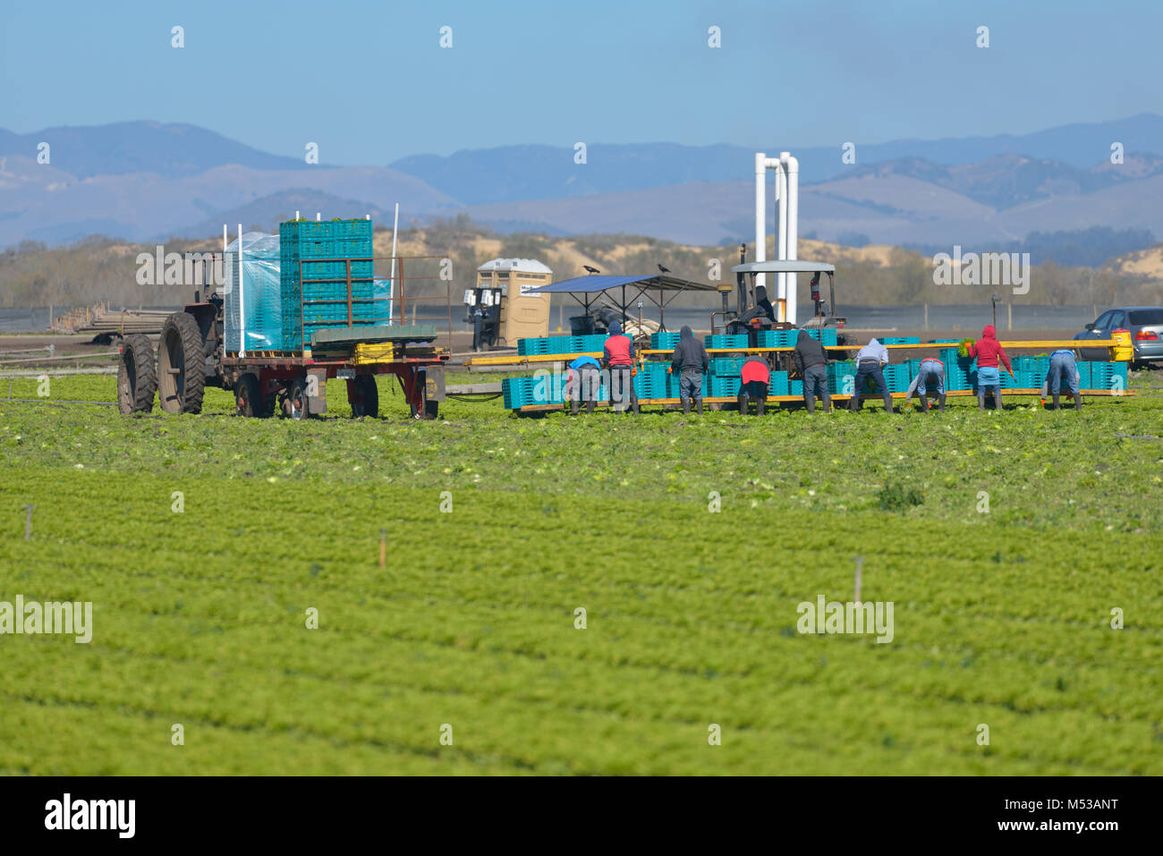 Mexican workers harvesting vegetables, Guadalupe Nipomo CA Stock Photo