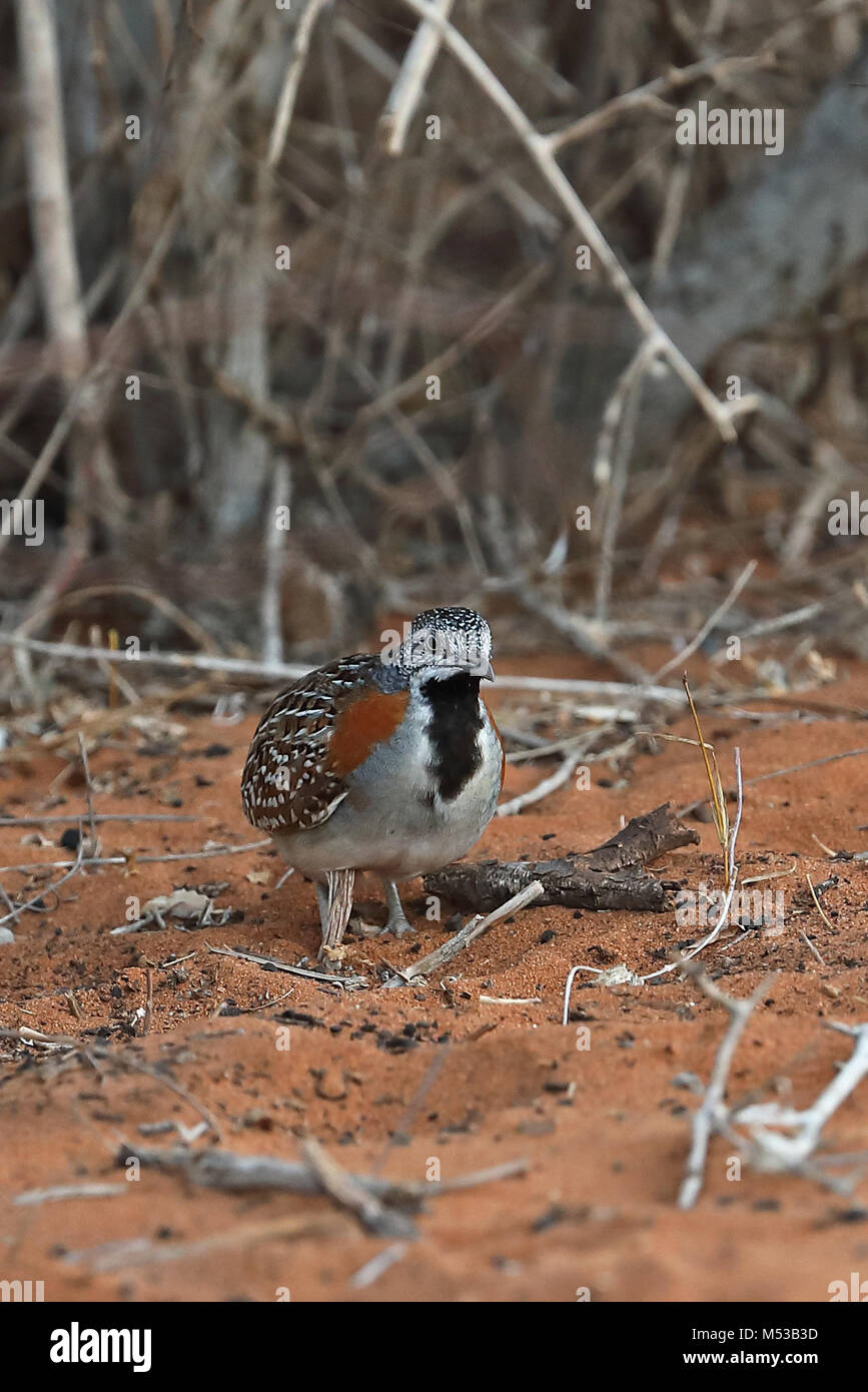 Madagascan Buttonquail (Turnix nigricollis) adult female in Spiny forest, Madagascan Endemic  Parc Mosa, Ifaty, Madagascar               November Stock Photo