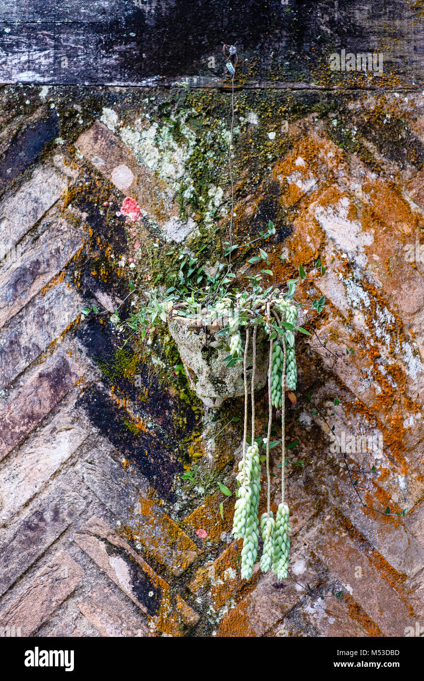 clay pot on colored brick wall, both full of lichen and fungus, giving the feeling of organic
