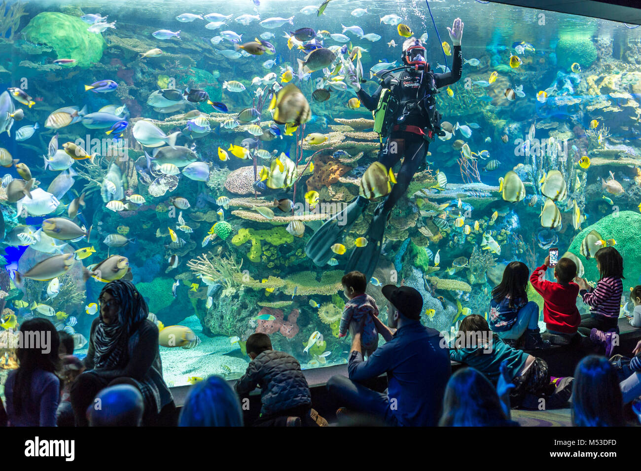 Diver entertaining visitors of Ripley's Aquarium in Toronto Stock Photo