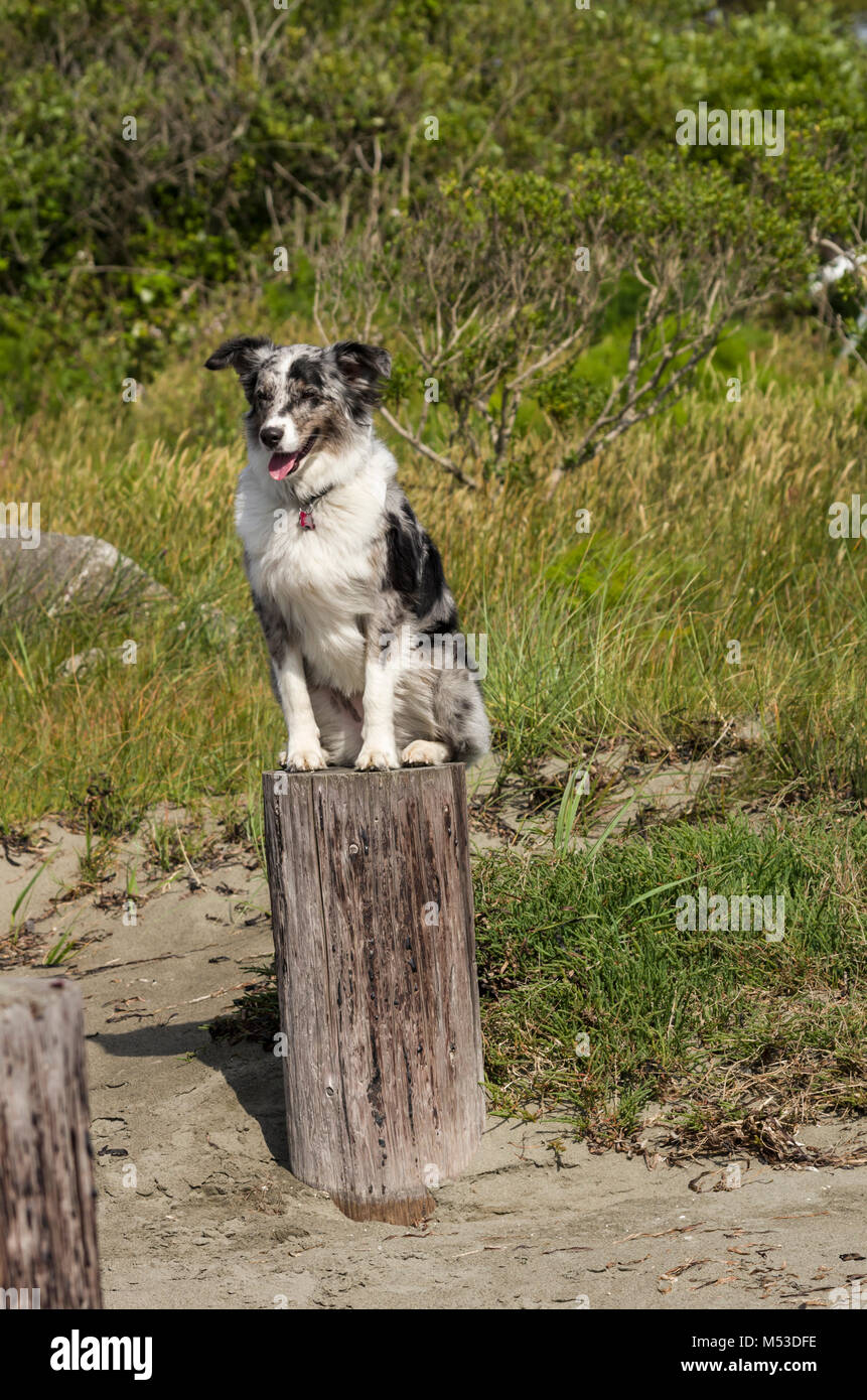 Australian Shepherd dog sitting on a stump at the beach Stock Photo
