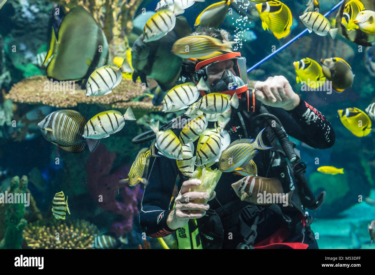 Diver entertaining visitors of Ripley's Aquarium in Toronto Stock Photo