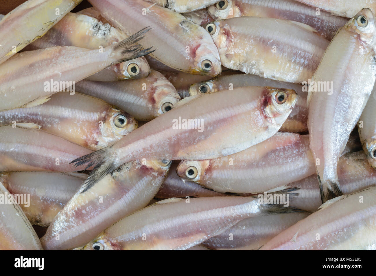 Anchovy Fish In Tamil